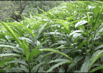 High returns push farmers to take up cardamom cultivation in Samkhar Gewog, Trashigang